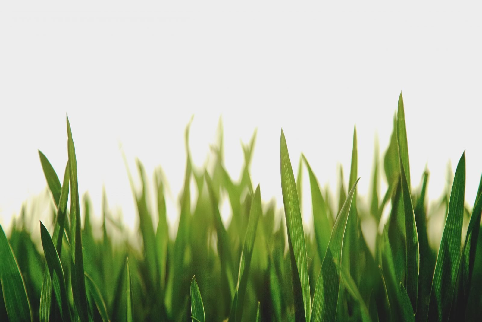 chang-qing-219688-unsplash